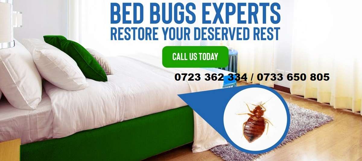 Bedbugs control services in Nairobi Kenya for homes businesses