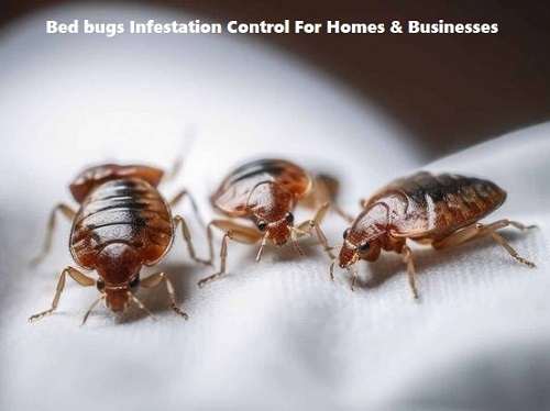 Bedbugs control, Bedbugs control services, Jopestkil Kenya Specialists Best Bed Bugs Control Services in Kenya, Bedbugs control services in Kenya, Bedbugs control in Kenya, Bedbugs fumigation, Bedbugs fumigation in Kenya, Bedbugs control near me, Bedbugs fumigation services near me, best Bedbugs management services in Kenya, Bedbugs extermination services in Kenya, Bedbugs eradication services in Kenya