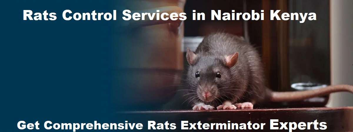 Rats control