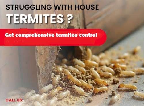 Comprehensive Termites Control for Homes and Businesses, termites control, termites control services, termites control services in Kenya
