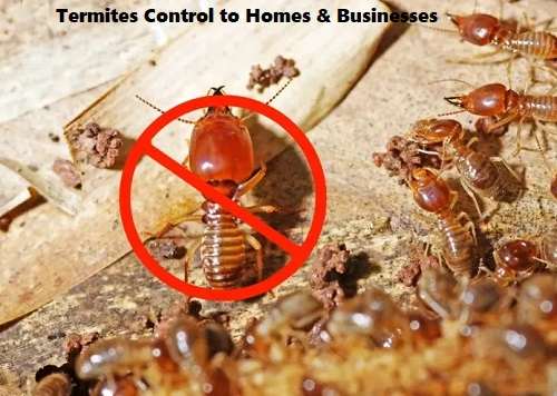 Termites control, termites control services, termites control services in Kenya, termites control in Kenya, termites fumigation, termites fumigation in Kenya