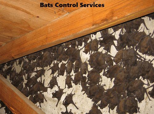 bats control services, bats control services in Kenya, bats control in Kenya, bats fumigation, bats fumigation in Kenya, bats control near me, bats fumigation services near me, best bats management services in Kenya, bats extermination services in Kenya, bats eradication services in Kenya