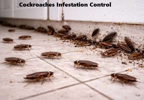 cockroaches control in Kenya, cockroaches fumigation, cockroaches fumigation in Kenya, cockroaches control near me, cockroaches fumigation services near me, best cockroaches management services in Kenya, cockroaches extermination services in Kenya, cockroaches eradication services in Kenya