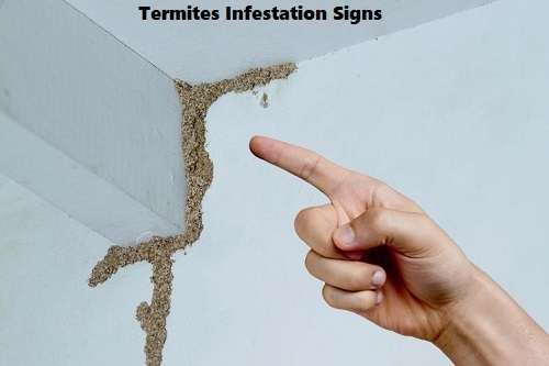 Termites control, termites control services, termites control services in Kenya, termites control in Kenya, termites fumigation, termites fumigation in Kenya, termites control near me