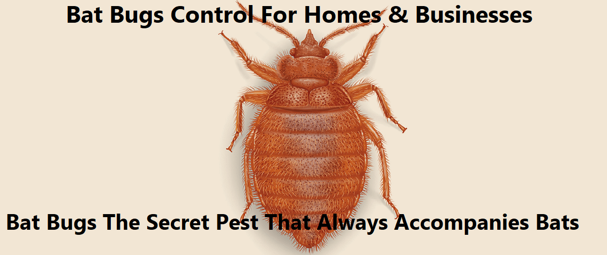 Bat bugs control Bat bugs control