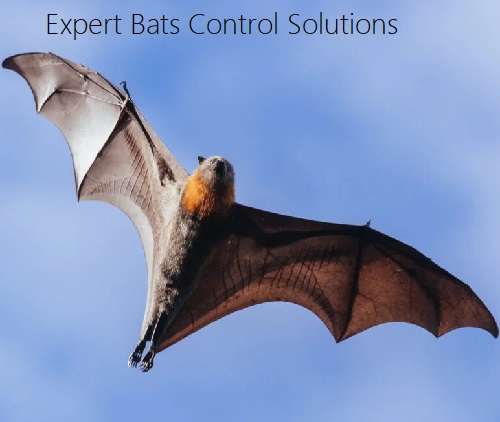 Bats control solutions