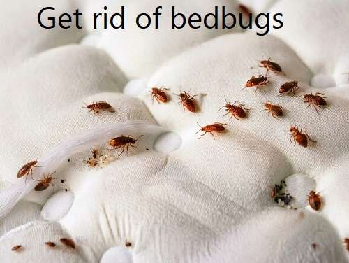 Bed bug and how to get rid of bedbugs