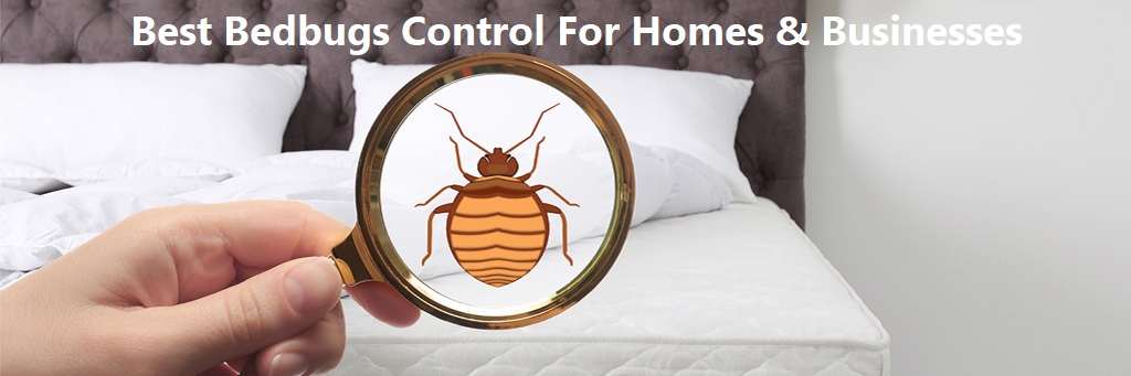 Bedbugs control in Nairobi Kenya, bedbugs control for homes & businesses best exterminator