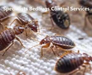 Bedbugs control services specialists