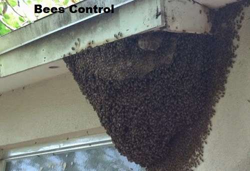 Bees control