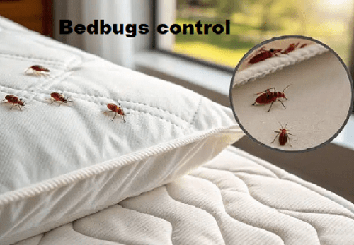 Bedbugs control in Nairobi Kenya for homes and businesses