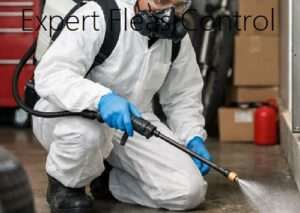 Fleas control and best flea exterminator