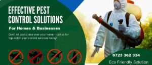 How to Get Rid of Bedbugs Cockroaches Bats Termites in Homes & Businesses