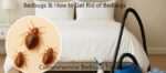 How to get rid of bedbugs