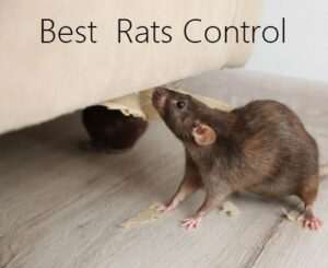 Best rats control solutions