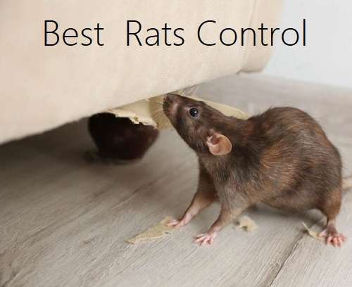 Best rats control solutions Best rats control solutions