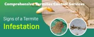 Termites control services in Nairobi Kenya