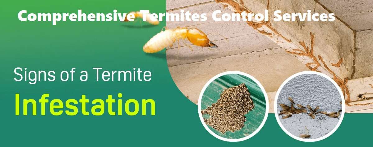 Termites control services in Nairobi Kenya