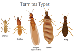 Termites types and control methods