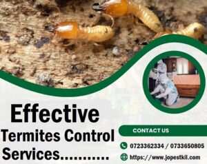 Termites control services for homes & businesses