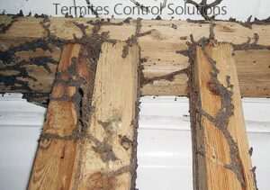 Termites control solutions