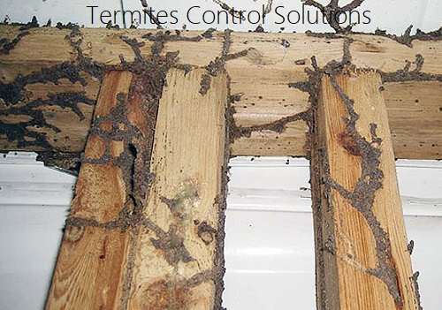 Termites control solutions