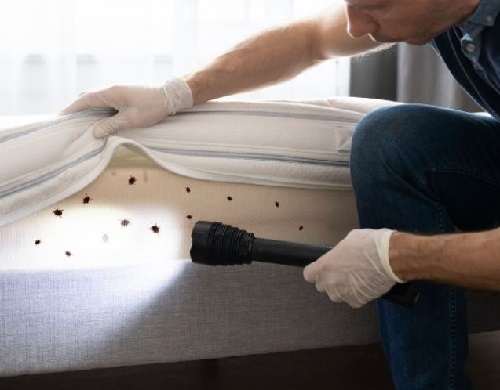 Bedbugs Extermination services in Nairobi Kenya
