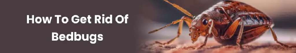 How to Get Rid of Bedbugs How to Get Rid of Bedbugs