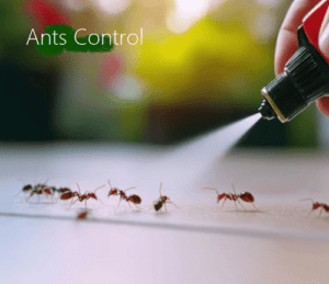Ants Control services in Nairobi Kenya