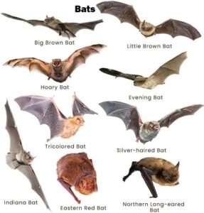 Bats