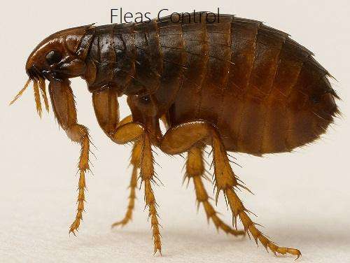pest control for fleas