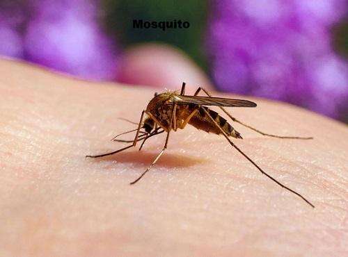 pest control for mosquitoes