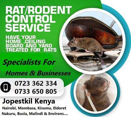 pest control for rats