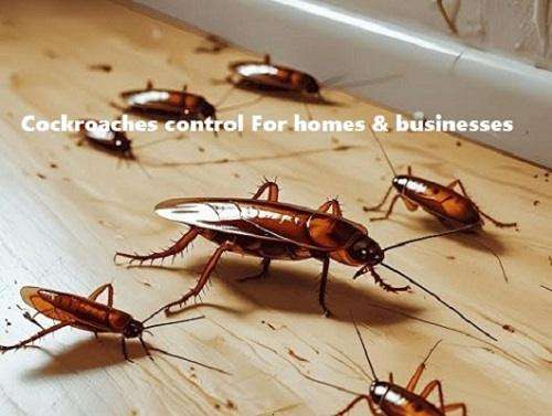 pest control for cockroaches