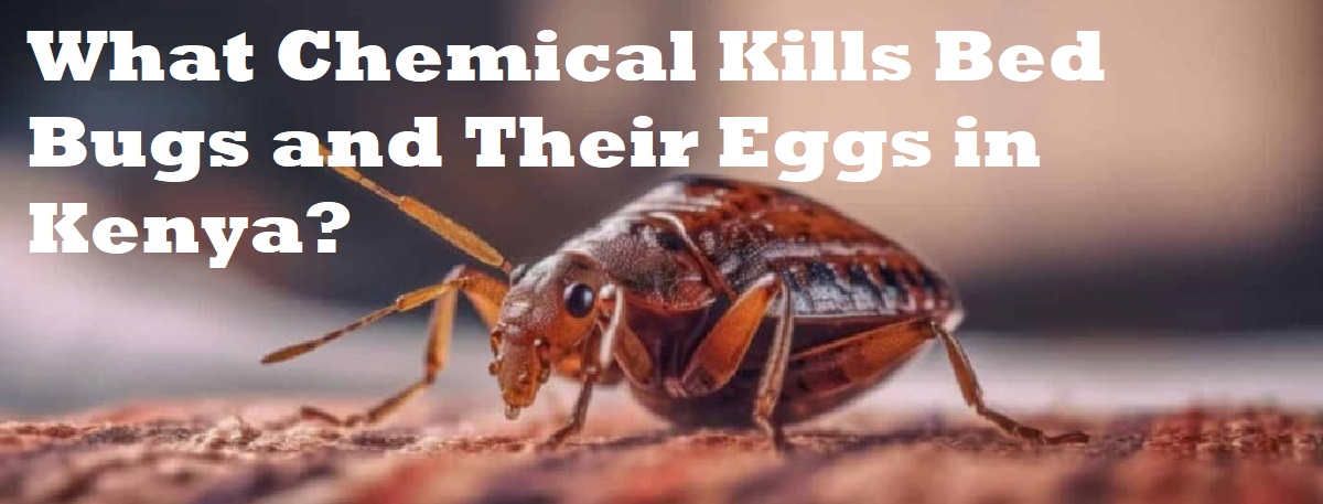 What Chemical Kills Bed Bugs and Their Eggs in Kenya what chemical kills bed bugs and their eggs in kenya