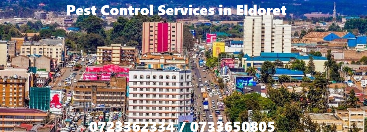 pest control in Eldoret pest control in eldoret